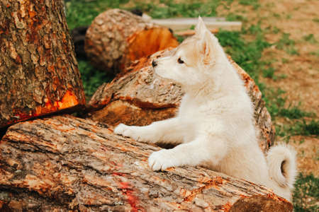a small puppy of a hunting West Siberian husky looks out from behind fallen trees. cute pet dog.の写真素材