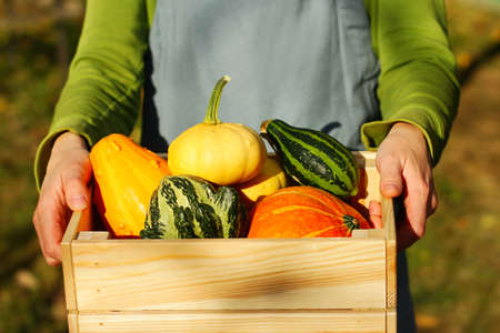 harvest decorative pumpkins in a wooden box. a gardener in an apron harvests ornamental pumpkins in...