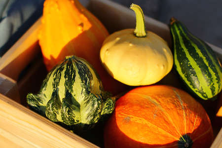 harvest decorative pumpkins in a wooden box. autumn work in the garden for harvesting.