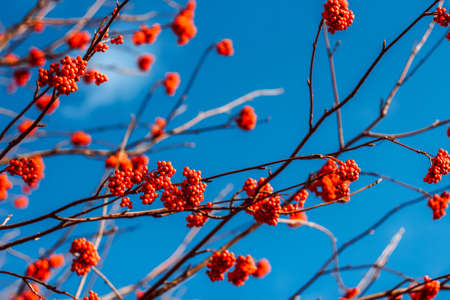 Clusters of red mountain ash. rowan berries on branches without leaves against blue autumn sky.