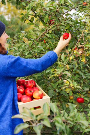 a gardener in a blue sweater plucks red shiny ripe apples from a tree and puts them in a box. small business, startup on a farm.の写真素材