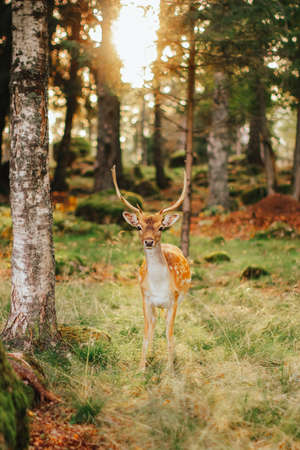 wild animals in their natural habitat. European fallow deer in the forest in the rays of the sunの写真素材