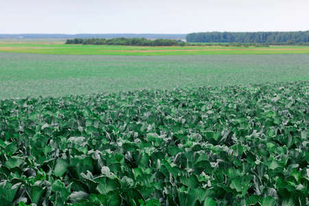 Gardening and agricultural activities during the harvest season. rows of cabbage.の写真素材