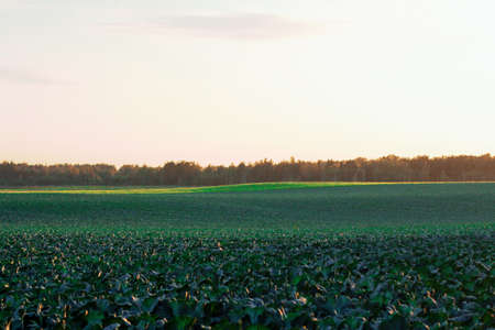 Gardening and agricultural activities during the harvest season. rows of cabbageの写真素材