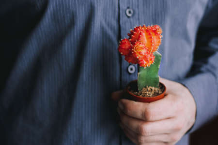 Cactus breeding. Beautiful red cactus Gymnocalycium Mihanovichii in pot