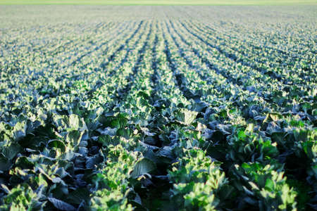 Gardening and agricultural activities during the harvest season. rows of cabbage.