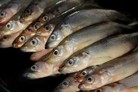 catch of river smelt. fishing as a hobby. there was a healthy meal.の写真素材