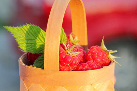raspberries in a small basket. harvest of wild berries, vitamins and health benefits