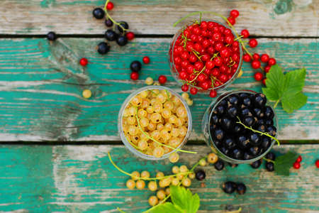 red, white and black currants. summer harvest in the garden. the benefits of berries.
