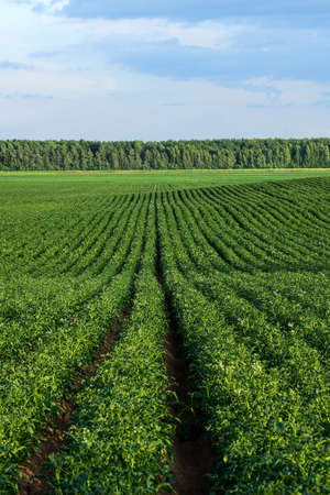 potato field during potato flowering. agriculture, cultivation of natural food on an industrial scale.の写真素材