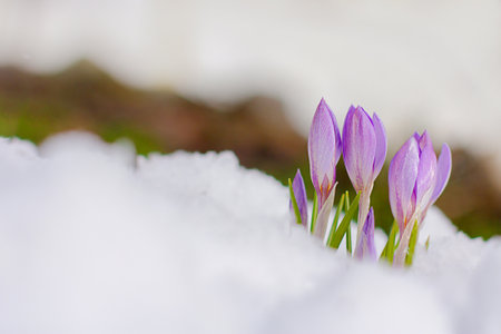 beautiful spring flowers crocuses spring break out from under the snow. the concept of the arrival...