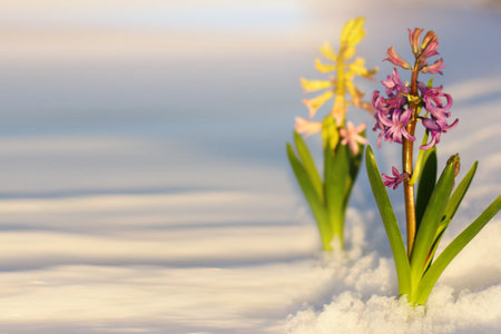 beautiful spring hyacinth flowers in spring break through from under the snow. the concept of the arrival of spring and the awakening of natureの写真素材