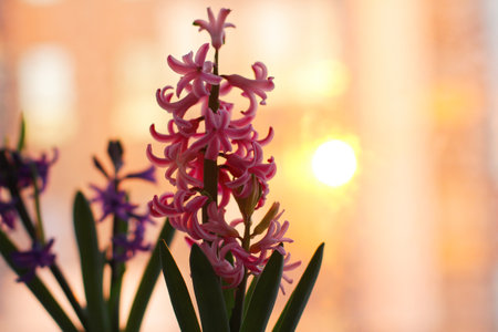 beautiful spring hyacinth flowers bloomed on the windowsill. the concept of the arrival of spring...