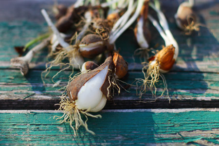 tulip bulbs. spring work in the garden. harvesting of seed material.