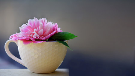 a mug with a peony. beautiful summer flowers. calm backgroundの写真素材