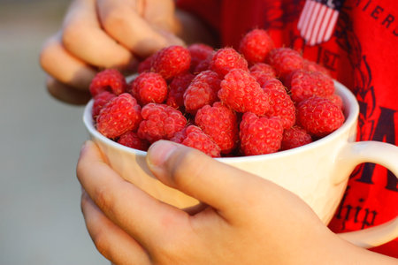 a mug full of ripe raspberries in the hands of a child. harvesting raspberries in the gardenの写真素材