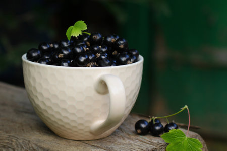 ripe currant on a branch. the concept of growing and harvesting. Fruits growing in an organic garden on a sunny day.の写真素材