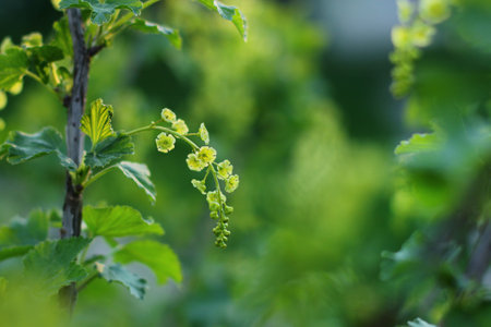 Currant bush during flowering. Small flowers collected in bunches or inflorescences, close-up on a spring bush.の写真素材