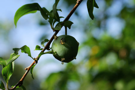 plum disease. Gum disease, or gommosis, is a painful phenomenon of plum, the release of amber, thick and sticky liquid on fruits.の写真素材