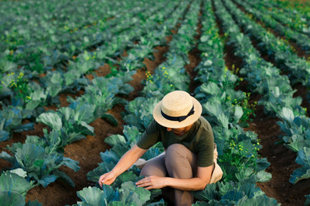 Woman picking cabbage vegetable at field. Female farmer working at organic farm. Harvesting at autumn season.の写真素材