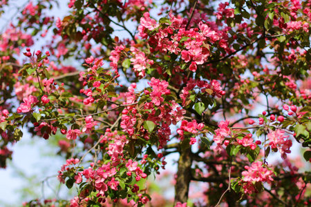 apple tree with red flowers in spring garden. Beautiful red flowers of malus purpurea. Ornamental malus apple tree plant.の写真素材