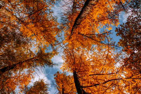 autumn landscape. a gap between the trees.Natural forest landscape in autumn. Larches from belowの写真素材