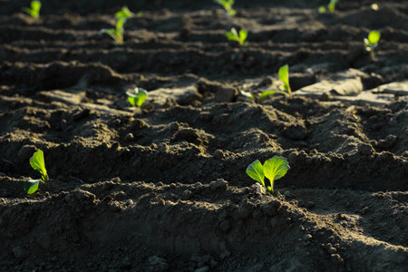 cabbage seedlings on furrows in the field. Gardening and agricultural activities during the planting period.の写真素材