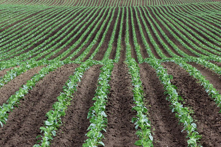 cabbage seedlings on furrows in the field. Gardening and agricultural activities during the planting...