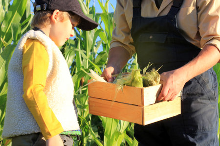a farmer with a child harvests corn in the field. a farming family farm. fathers day