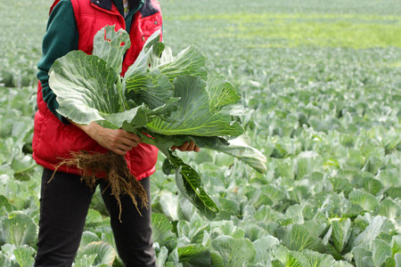 Woman picking cabbage vegetable at field. Female farmer working at organic farm. Harvesting at autumn season.の写真素材