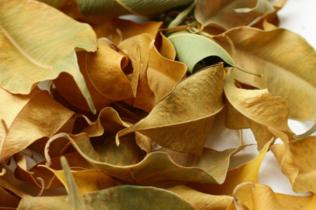 Texture of dry ficus leaf, autumn background. Fall colors leaves texture close up with veins.の写真素材