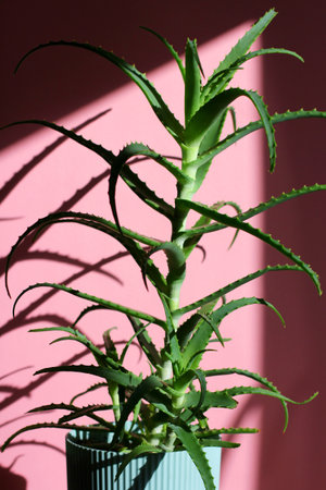 aloe vera is a useful, medicinal plant. minimalism. home floriculture, hobby.の写真素材