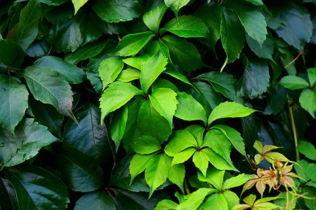 Beautiful autumn background of leaves of maiden grapes. Hedge of liana