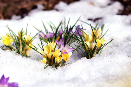 beautiful spring flowers crocuses spring break out from under the snowの写真素材