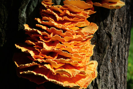 Large parasitic mushroom. Crab-of-the-woods, sulphur polypore, sulphur shelf or chicken-of-the-woodsの写真素材