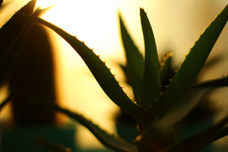 the silhouette of aloe vera against the sunset. minimalism and bright color combinations.の写真素材