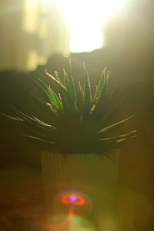 Aloes aristata. A compact variety of aloe with dark green pointed leaves with delicate light spinesの写真素材