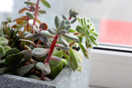 improper care of succulents. elongated plants due to lack of light and waterの写真素材