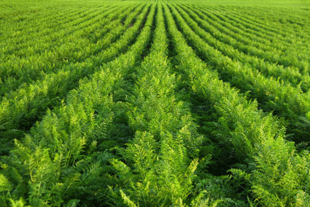 Fresh green plants in rows at carrot field. Agriculture, growing vegetables in industrial volumes