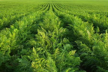 Fresh green plants in rows at carrot field. Agriculture, growing vegetables in industrial volumes