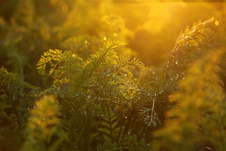 carrot tops in the field. Carrot bushes are planted in a row. Growing vegetables in rural areas.の写真素材