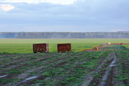 empty harvest boxes. harvesting. vegetables from the field