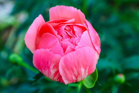 Beautiful soft pink peony flowers close up in the garden on a sunny summer day.の写真素材