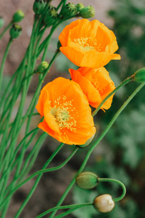 a large orange poppy in the garden. summer blooming