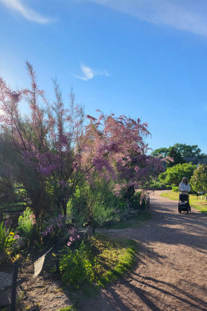 a path in the park along the flowering trees. spring landscape in the botanical gardenの写真素材