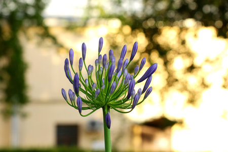 giant bulbous plant before floweringの写真素材