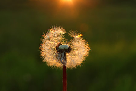 Fluffy texture of a white dandelion flower close-up. The concept of fragility. spring time.の写真素材