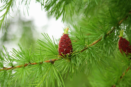 branches with young needles European larch Larix decidua. a young bump on a branch