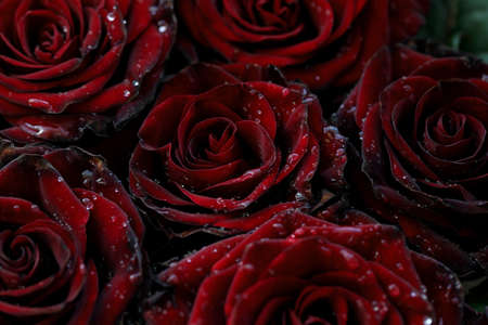 Background of red dark roses with drops of waterの写真素材