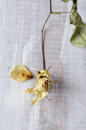 Dried white rose on a light wooden background  Close-up の写真素材